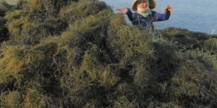 PEMKAB SIAPKAN 22 M UNTUK MESIN RUMPUT LAUT