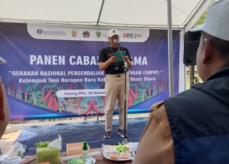 KENDALIKAN INFLASI, PPU PANEN CABE