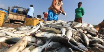 POTRET KECAMATAN PENGHASIL IKAN DI KUKAR