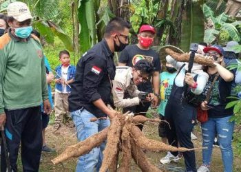 JEMBAYAN PERKENALKAN SINGKONG SELINGKUH