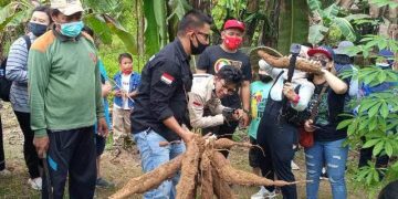 JEMBAYAN PERKENALKAN SINGKONG SELINGKUH