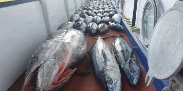 MENGADU PANCING DI SABAKATANG