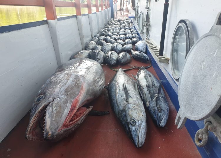 MENGADU PANCING DI SABAKATANG