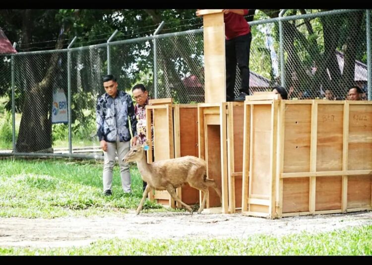 MARBUN SAKSIKAN PELEPASAN RUSA SAMBAR