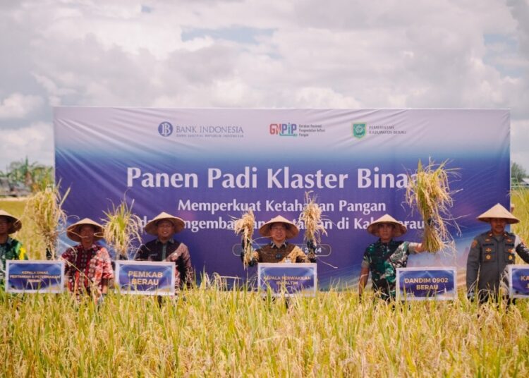 STABILKAN PANGAN, BERAU GELAR PANEN BERSAMA