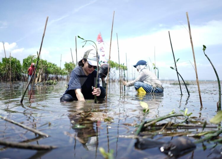 BADAK LNG AJAK SISWA TANAM MANGROVE