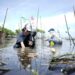 BADAK LNG AJAK SISWA TANAM MANGROVE