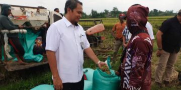 BULOG NAIKKAN SERAPAN GABAH PETANI