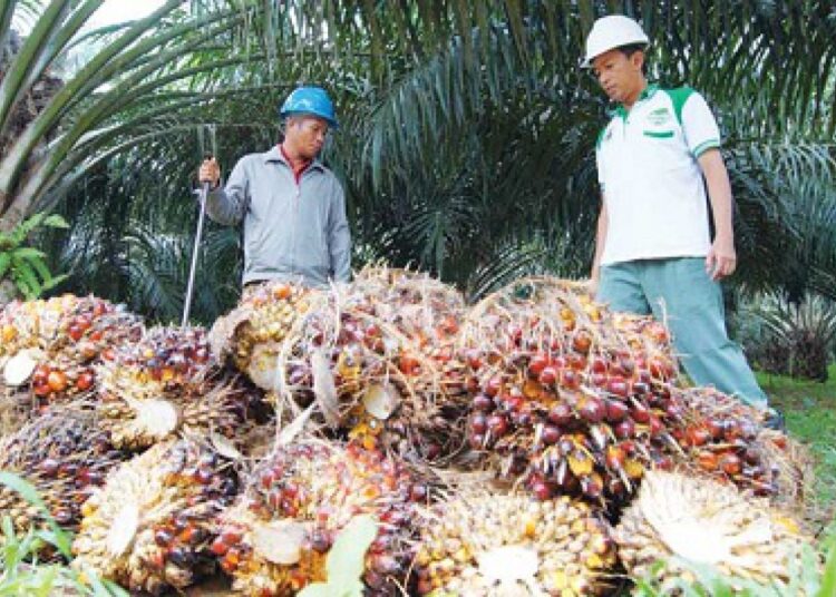 HARGA TBS KALTIM KEMBALI TURUN