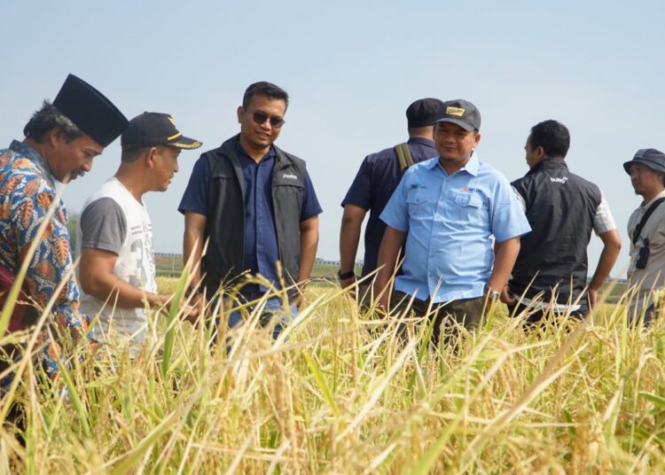 BULOG SERAP LANGSUNG GABAH GAPOKTAN