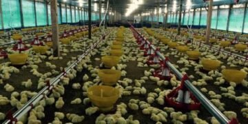 Paser Bangun Kandang Ayam Tertutup