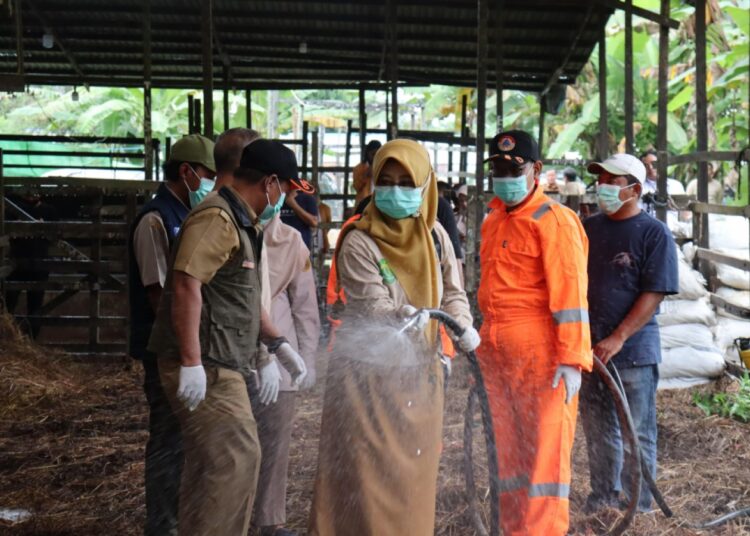 50 Sapi Kaltim Dilaporkan Terjangkit LSD