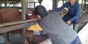 4.800 Sapi Terima Vaksinasi LSD