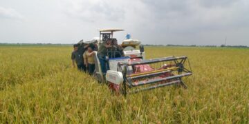 Jelang Ramadan, Bulog Serap 140 Ribu Ton Gabah