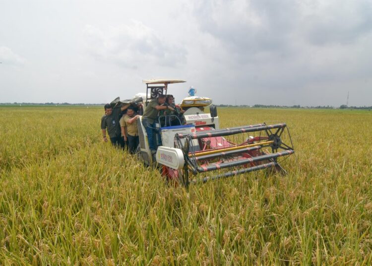 Jelang Ramadan, Bulog Serap 140 Ribu Ton Gabah