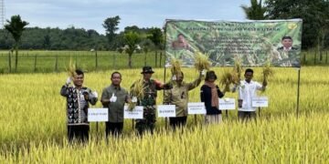Petani PPU Sukses Tangkarkan Benih Padi