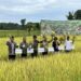 Petani PPU Sukses Tangkarkan Benih Padi