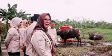 Jelang Idul Adha, DPRD Kunjungi Pedagang Hewan