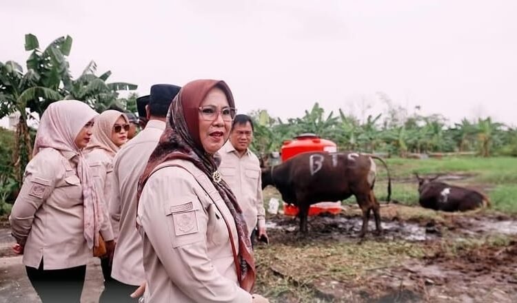 Jelang Idul Adha, DPRD Kunjungi Pedagang Hewan