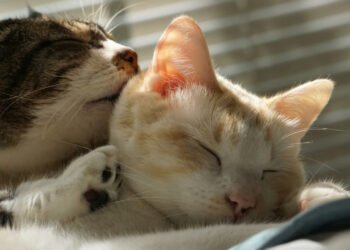 Optimalkan Nilai Tambah dan Manfaat, MIND ID Perkuat Tata Kelola Produksi dan Penjualan