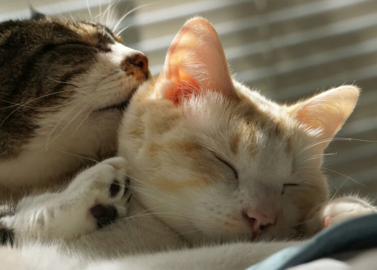 Optimalkan Nilai Tambah dan Manfaat, MIND ID Perkuat Tata Kelola Produksi dan Penjualan