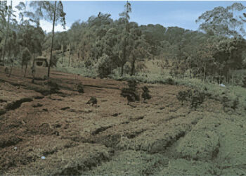 LindungiHutan Buka Lima Lokasi Penanaman Baru, Pangalengan Jadi Titik Reforestasi Jawa Barat