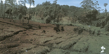 LindungiHutan Buka Lima Lokasi Penanaman Baru, Pangalengan Jadi Titik Reforestasi Jawa Barat