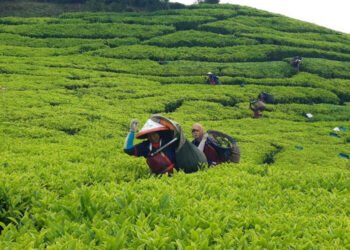 Holding Perkebunan Nusantara Perkuat Komoditas Strategis Melalui Replanting 14.000 Hektare PTPN I Regional 2