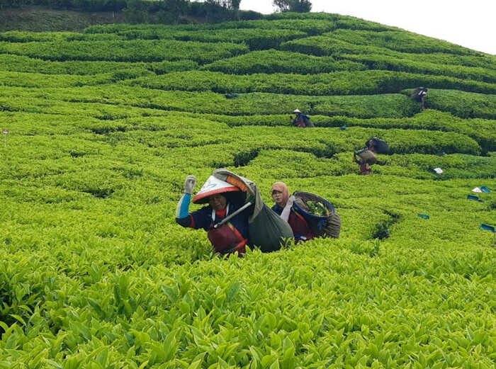 Holding Perkebunan Nusantara Perkuat Komoditas Strategis Melalui Replanting 14.000 Hektare PTPN I Regional 2