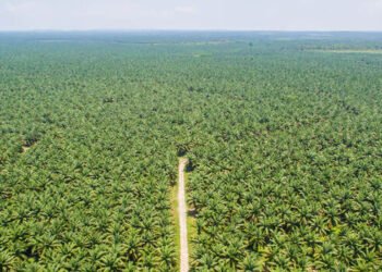 Regulasi Baru Perkuat Kewajiban Deteksi Dini Kebakaran Lahan Perkebunan