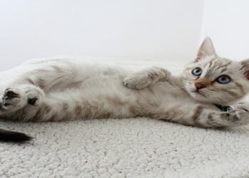 Tutorial Melatih Kitten Pup di Litter Box