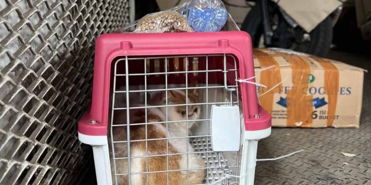 Pengiriman Hewan Peliharaan KAI Logistik Tumbuh, Jadi Solusi Mudik dan Libur Nataru Bersama Hewan Kesayangan