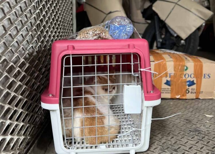 Pengiriman Hewan Peliharaan KAI Logistik Tumbuh, Jadi Solusi Mudik dan Libur Nataru Bersama Hewan Kesayangan