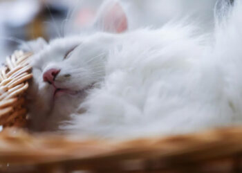 Biaya Tak Terduga dalam Merawat Hewan Peliharaan