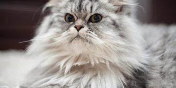 Tips Memilih Kandungan Shampo Kucing Untuk Kesehatan Bulu