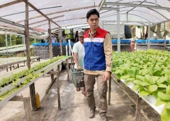 Binaan Pertamina Panen Ikan Nila