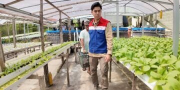 Binaan Pertamina Panen Ikan Nila