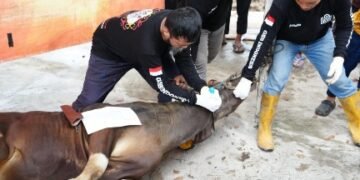 Pertamina Tebar 213 Hewan Kurban